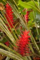 /album/la-nature-%3a-un-cama%c3%afeu-de-couleurs/arc-en-ciel-de-rouge-jpg/